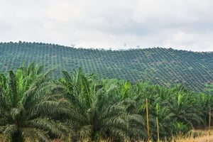 Des plantations près de Limbe, au Cameroun, en 2013 (illustration). © Creative Commons / Flickr / jbdodane