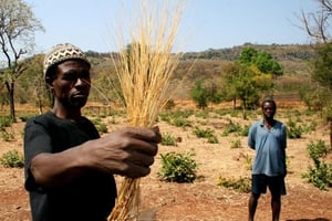 Le fonio est une céréale cultivée en Afrique depuis plus de cinq mille ans. © Pixnio/CC/Richard Nyberg, USAID