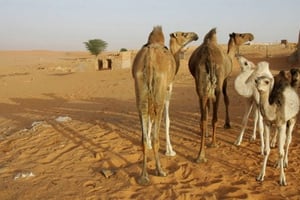 Chameaux dans le désert, près de Chinguetti, en Mauritanie (image d’illustration). © SCHALK VAN ZUYDAM/AP/SIPA