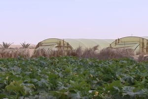 Des serres dans une exploitation à Biskra, à 400 kilomètres au sud-est d’Alger (photo d’illustration). © YouTube/centurion dz