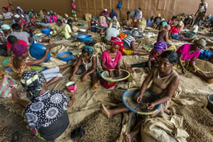 Trieuses de café dans l’unité de torréfaction de Choco Ivoire à San Pédro, Côte d’Ivoire. © Jacques Torregano pour JA.