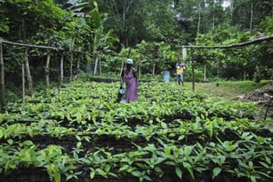 Pépinières de la coopérative cacaoyère « Que Luz » , à Sao Tome. © Vincent Fournier/Jeune Afrique-REA