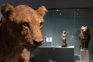 L’exposition « Des lions et des hommes », sur le site de la grotte Chauvet II. © Chauvet II