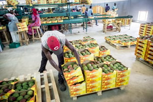 Tri des mangues destinées à l’exportation par l’entreprise Safina (Dakar, Sénégal). © Sylvain Cherkaoui pour Jeune Afrique