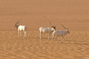 Des antilopes addax dans le désert du Tin Toumma, dans le sud-est du Niger, le 6 mai 2016. © Thomas Rabeil/AFP