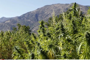 Des plants de cannabis dans les montagnes du Rif, au Maroc (image d’illustration). © Abdeljalil Bounhar/AP/SIPA