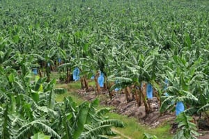 Plantation de bananes en Côte d’Ivoire (photo d’illustration). © Olivier pour JA