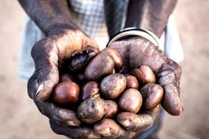 Amandes cueillies à Imbina (Burkina Faso). © Andrew McConnell/PANOS-REA