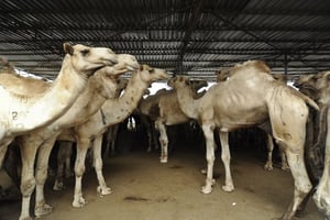 Dromadaires (et non chameaux, qui ont deux bosses) de Djibouti prêts à être embarqués pour les pays du Golfe.