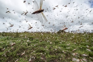 Des essaims de criquets au Kenya, le 24 janvier 2014 © Ben Curtis/AP/Sipa