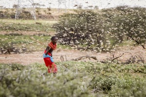 Cette invasion de criquets est la plus importante au Kenya depuis 25 ans. © Patrick Ngugi/AP/SIPA
