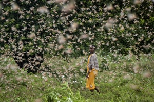 Une fermière dans un essaim de criquets, dans le comté de Kitui, le 24 janvier 2020. © Ben Curtis/AP/SIPA