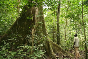 Forêt vierge de Gombe, au Gabon © Axel Rouvin, CC