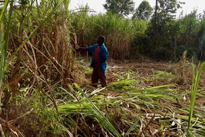 Un agriculteur récoltant la canne à sucre, au Kenya © Rmanyiza (CC)