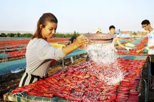 Récolte et séchage de tomates 
dans le gouvernorat de La Manouba, 
près de Tunis. © ZUMA/REA