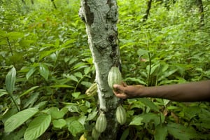 Plantation de cacao dans la région de Man. Côte d’Ivoire © Jeune Afrique