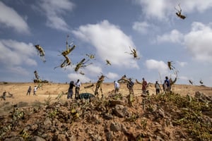 Jeunes criquets pèlerins dans la région de Puntland, en Somalie, le 5 février 2020. © Ben Curtis/AP/SIPA