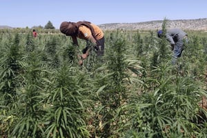 Une plantation de cannabis dans le village de Yammouné, dans la plaine libanaise de la Bekaa. © JOSEPH EID/AFP