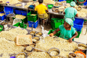 À Zogbodomey,
au Bénin, l’usine de décorticage d’anacarde de Fludor, filiale locale du holding nigérian Tropical General Investment (TGI). © Jacques Torregano pour JA