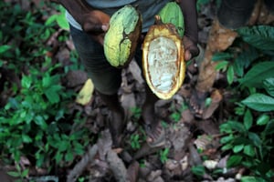 Plantations de cacao de Tombokro, en Côte d’Ivoire. © Philippe Guionie/Myop pour J.A.