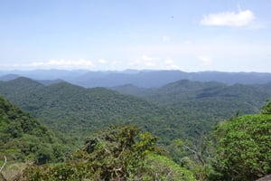 Le gouvernement camerounais a annulé, mi-août, un décret qui ouvrait la voie à l’exploitation de plus de 68 000 hectares dans la forêt d’Ebo. © Daniel Mfossa