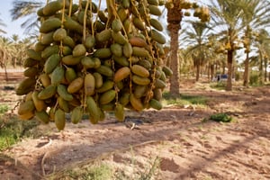 IMG_8111 © La production de la Deglet Nour, variété typique des oasis du sud-est algérien, atteint les 200 000 tonnes par an.
