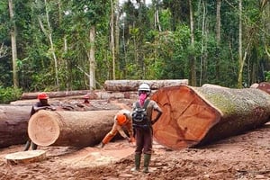 Exploitation forestière de la société Timberland, en Centrafrique. © Pacôme PABANDJI