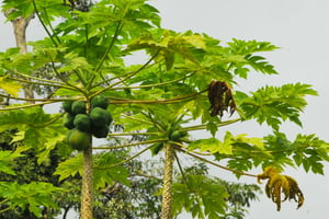 Plantations de papayes dans la région de Penja. © e Renaud Van Der Meeren pour les Éditions du Jaguar