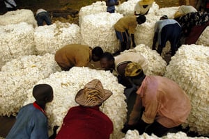 Production de coton dans la région de Doba, au Tchad. © Frederic NOY