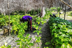 Le projet Jecca vise la plantation de 1	000 hectares de cacaoyers d’ici à 2025. © SONIA BAKARIC/AFP