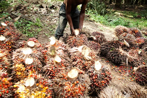Plantations de la Palmci, une entreprise du secteur de l’huile de palme en Côte d’Ivoire, en février 2010. © Camille Millerand pour JA
