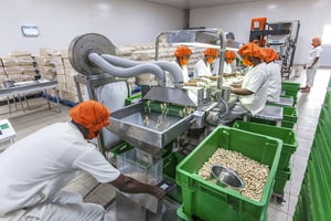 Décorticage d’anacarde à l’usine Fludor de Zogbodomey, en novembre 2017. © Jacques Torregano pour JA