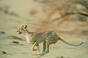Un guépard saharien, dans le désert algérien. © Alain Dragesco-JoffÈ/Biosphoto