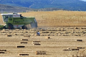 L’Algérie est le deuxième importateur de blé du continent, le cinquième mondial. Ici, près de Constantine, dans l’est algérien. © OMAR SEFOUANE