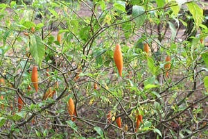 Vue d’un plan d’Iboga,  plante d’Afrique équatoriale, potentiellement utilisable dans le traitement des addictions. Ici au Jardin botanique de Limbe, Cameroun. © Marco Schmidt/WIkipedia/Licence CC