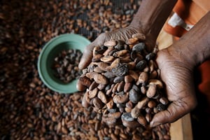 Cacao © Thierry Gouegnon/REUTERS
