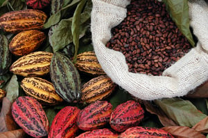 Fèves et grains de cacao. © Yai – Fotolia