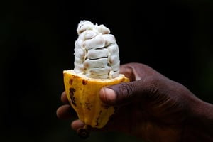 Cabosse de cacao à Alepe, en Côte d’Ivoire. © Luc Gnago/REUTERS