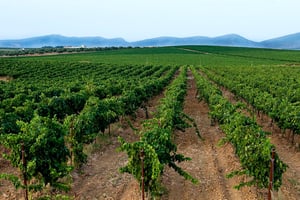 Vignoble de Tekelsa dans la région de Cap Bon (Tunisie). © Nicolas Fauque/Corbis via Getty Images