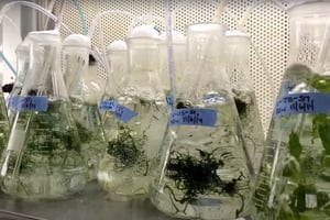 Laboratoire d’analyse d’algues marines. Laboratoire Charles Yarish, UConn Stamford. Image d’illustration. © Youtube