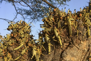 Des criquets grouillent sur un arbre au sud de la ville de Lodwar, au nord du Kenya, le 23 juin 2020. © Boris Polo/AP/SIPA