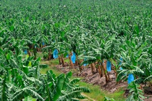 Plantation de bananes en Côte d’Ivoire © Olivier pour JA