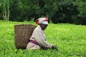 Vue d’un champ de thé, au Kenya, premier producteur africain. © Shared Interest/Flickr/Licence CC