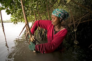 Cueillette des huîtres dans la mangrove à Toubakouta. © Hellio & Van Ingen/Livelihoods Funds