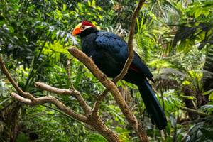 Le Violet Turaco ou Violacé Plantain Eater, Musophaga violacea, est un oiseau d’Afrique de l’Ouest. © Philippe Clement/Arterra/ Getty