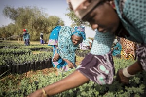 Opération de désherbage dans la réserve naturelle de Koyly Alpha, au Sénégal, dans le cadre du projet de la Grande Muraille verte. © Jane Hahn/REDUX-REA