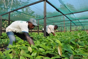 Pour diversifier son économie, le Gabon relance la filière cacao. © Tiphaine Saint-Criq pour JA