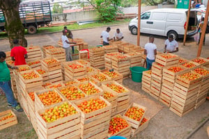 Déchargement de fruits et légumes à l’arrière du bâtiment abritant le siège La clé des champs, à Libreville. © La Clé des champs