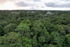 Si le Gabon est l’un des rares pays à absorber plus de CO2 qu’il n’en émet, c’est parce que, depuis vingt ans, à l’initiative de son ex-président Omar bongo Ondimba, la préservation des forêts a été érigée en priorité nationale. © Christophe Van Der Perre/Reuters