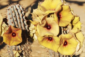 Utilisé depuis des temps immémoriaux par les San d’Afrique du Sud, le cactus hoodia gordonii a été breveté pour ses propriétés coupe-faim et coupe-soif. © MARY EVANS/ARDEA/SIPA